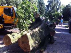 Rooien kappen vellen verwijderen van bomen in Deurne